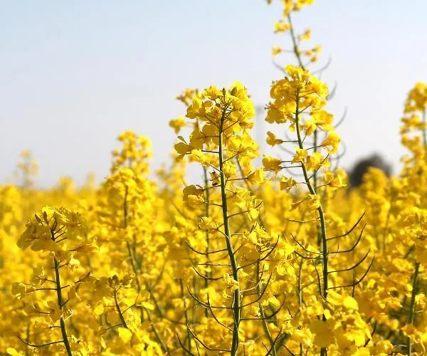Avalon Bellevue Fehmarn